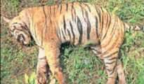 Tiger killed in territorial fight in Navegaon Nagzira Tiger Reserve