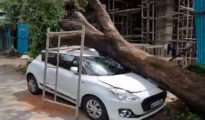 Decades-Old tree falls on car due to ongoing construction in Civil Lines crorepati Gali