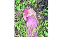 Search for elusive Ramtek tiger intensified