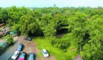 NMC to file affidavit on new application for tree felling in Ajni Vann