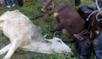 Truck crushes 10 cows to death, injures 15 near Nagpur
