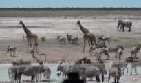 Boost for tourism: Rs 517.76 crore approved for African Safari in Gorewada