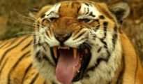 Ramtek’s man killer tiger identified by Forest Deptt