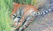 Mystery shrouds tiger’s death in Kanhan near Nagpur