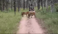 Tourists Near Nagpur Witness Thrilling Tigress Showdown at Pench Tiger Reserve