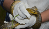 Panic as a snake comes to listen to DyCM Fadnavis’ speech at Nagpur event!