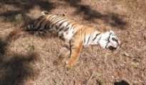 Tigress dies of pneumonia in Saoli Range of Chandrapur