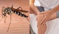 Dubious milestone: Chikungunya cases in Nagpur cross 1,000 mark for first time