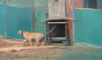 One more Tadoba tigress shifted to Odisha’s Simlipal Reserve