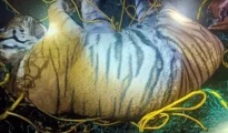Tigress found dead in Bhandara district