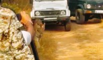 Watch Video: Tigress and Cubs Harassed in Nagpur Sanctuary, Officials Act Swiftly
