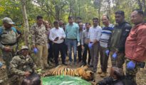 बाघों का कब्रगाह बना नवेगांव-नागझिरा  : 15 दिनों में 3 बाघों की मौत पर सवाल