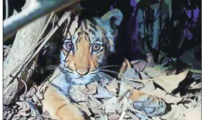 Mom missing: Starvation kills two tiger cubs in Bhandara forest near Nagpur