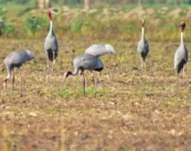 सारस पक्षियों को लाइव तारों से बचाने की पहल तेज़