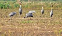 Efforts Underway to Protect Sarus Cranes from Live Wires