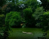 Do You Know Which Indian State Has the Most Forests? Here’s Where Maharashtra Stands