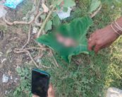 धक्कादायक ;पश्चिम नागपूरमध्ये नाल्यात आढळला मृत नवजात भ्रूण; भटक्या कुत्र्यांनी तोडले लचके !