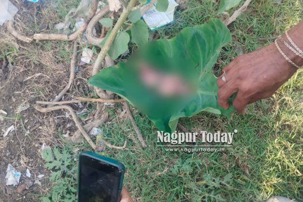 Nagpur Horror: Newborn’s Fetus Found in Drain Near Kamgar Nagar, Stray Dog Seen Carrying Remains