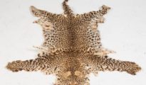 DRI Nagpur Seizes Leopard Skins, Ivory in Ujjain Wildlife Crackdown