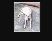 Horrifying act: Iron rod pierced in stray dog’s head sparks outrage in Nagpur