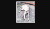 Horrifying act: Iron rod pierced in stray dog’s head sparks outrage in Nagpur