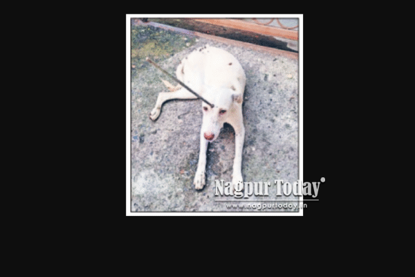 Horrifying act: Iron rod pierced in stray dog’s head sparks outrage in Nagpur