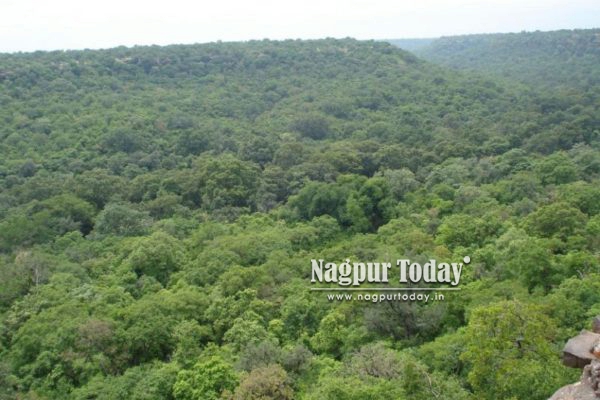 Historic: Supreme Court declares Zudpi jungle land as forest in Vidarbha