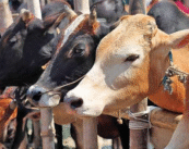 Man Arrested for Illegal Animal Slaughter Setup in Pachpaoli, Nagpur