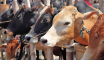 नागपुरातील पाचपावलीत बेकायदेशीर कत्तलीसाठी जनावरे बांधल्याप्रकरणी एकाला अटक