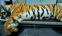 Famous Ranthambhore tigress Arrowhead dies of brain tumour