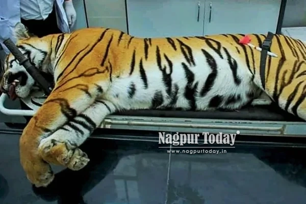 Famous Ranthambhore tigress Arrowhead dies of brain tumour