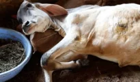 Police rescue cruelly dumped cattle meant for slaughter in Nagpur’s Pachpaoli