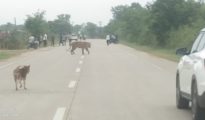 Video गोंदिया: गांव में दिनदहाड़े घूमते दिखा टाइगर , मचा हड़कंप