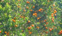 Nagpur oranges selected for Centre’s Rs 300-crore ‘Clean Plant’ Project