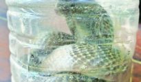 Cobra strikes during rescue: Sarpamitra bitten, Nagpur hospitals caught unprepared