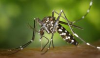 Small bite, big threat: Nagpur braces for expected surge in vector-borne diseases