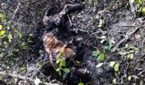Decomposed tiger carcass found near Ramtek