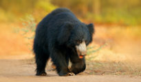 Sloth Bear cub killed in Gorewada Zoo after in-fight with enclosure mates