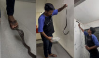शालिनीताई गर्ल्स होस्टेलमध्ये रात्रीची खळबळ: वॉशरूममध्ये लपून बसलेला विषारी नाग साप सुखरूपरीत्या पकडला!