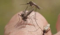 Nagpurians battle heat, humidity, mosquito menace as monsoon takes a break