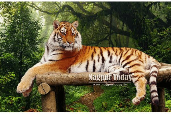 On World Tiger Day, spotlight on Nagpur: The true gateway to India’s wild heart