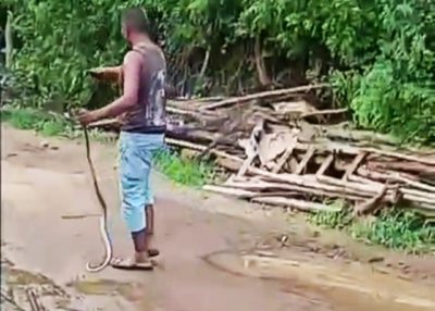 Video गोंदिया: मौत का मंजर ,  वह खिलौना समझ कोब्रा सांप से खेलने लगा