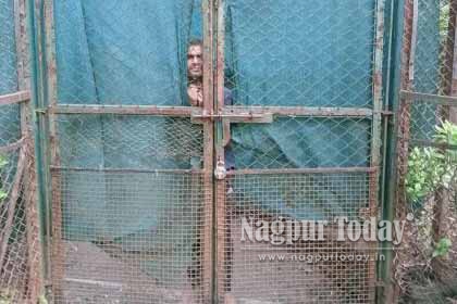 Mentally Ill Man Enters Tiger Enclosure at Maharajbagh Zoo, Rescued by Police