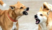 Stray dog terror: Are rabies vaccines available? HC asks NMC boss