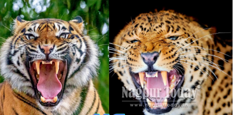 Wildlife in peril: 22 tigers, 40 leopards died in 4 months in Maharashtra