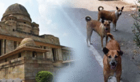 Nagpur stray dog menace: 23 NMC officers in dock as High Court cracks the whip