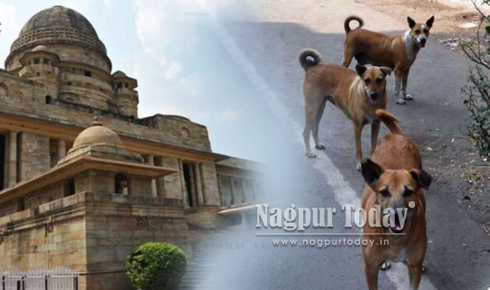 mixed scary bytes 1 500 dog bite cases in 6 months nmc admits to high court