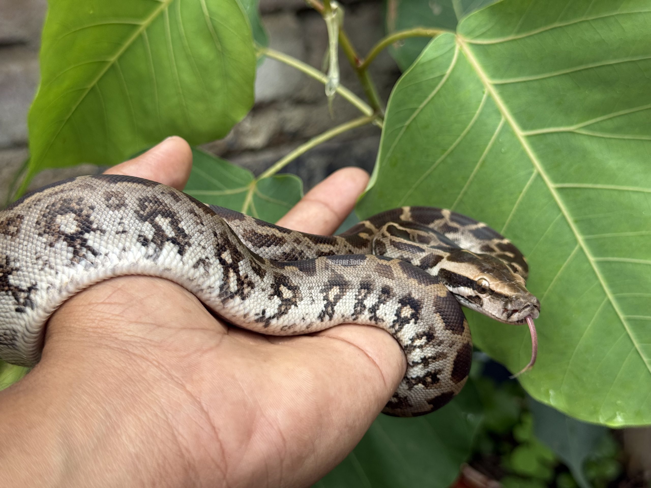 Baby python rescued from car bonnet, released into forest in Nagpur