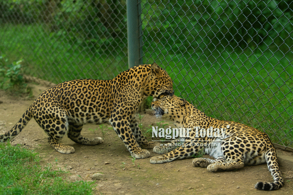 mixed wild leopard breaches gorewada zoo mauls captive leopard to death