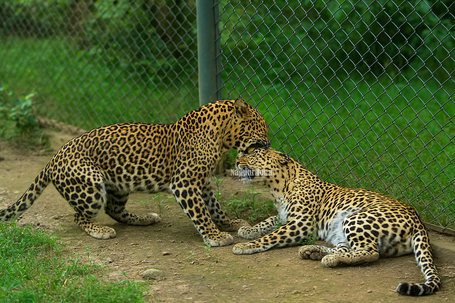 Wild leopard breaches Gorewada Zoo, mauls captive leopard to death